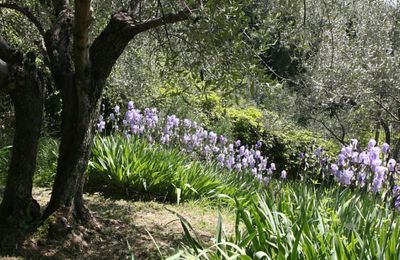 Villa historique à vendre Firenze, Toscane, Image 18/19