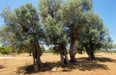 Ferme à vendre Ostuni, Strada Provinciale 21, Pouilles, Image 25/25