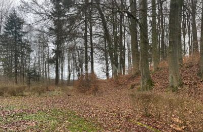 Château à vendre Olszyna Dolna, Pałac Olszyna, Basse-Silésie, Parc