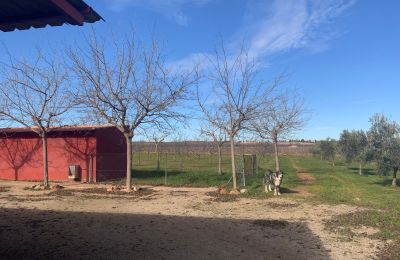 Ferme à vendre Almagro, Almagro, Castille-La Manche, Propiedad con almendros